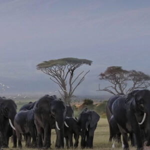 6 Days Safari Amboseli, Lake Nakuru and Masai Mara