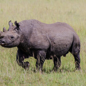6 Days Ol Pejeta, Lake Naivasha and Masai Mara